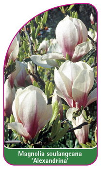 Magnolia soulangeana 'Alexandrina'