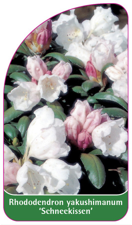 Rhododendron yakushimanum 'Schneekissen'