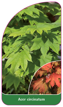 Acer circinatum