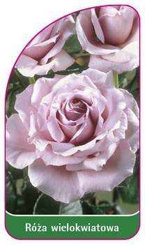 Róza wielokwiatowa Nr. 252 A