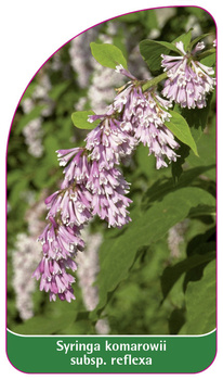 Syringa komarowii subsp. reflexa
