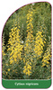 Cytisus nigricans