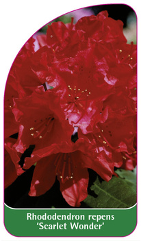 Rhododendron repens 'Scarlett Wonder'