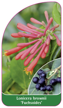Lonicera brownii 'Fuchsoides'