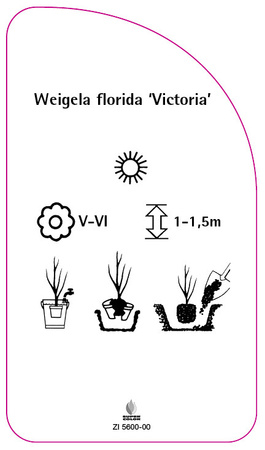 Weigela florida 'Victoria'