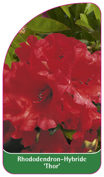 Rhododendron-Hybride 'Thor'