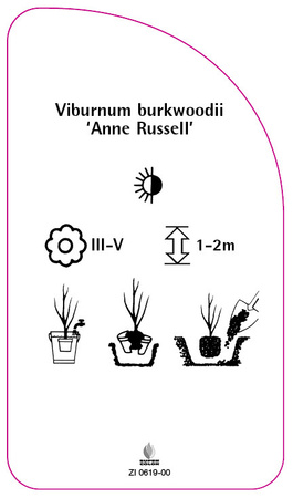 Viburnum burkwoodii 'Anne Russell'