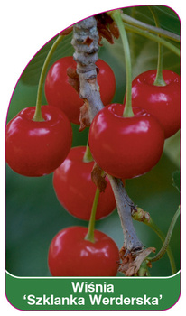 Třešeň 'Verde glass'