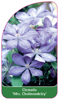 Clematis 'Mrs. Cholmondeley'