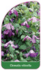 Clematis viticella