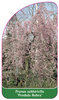 Prunus subhirtella 'Pendula Rubra'