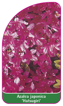 Azalea japonica 'Hatsugiri'
