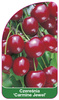 Cireș dulce 'Carmine Jewel'