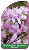 Rhododendron kiusuanum 'Alpinum'