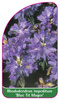 Rhododendron impeditum 'Blue Tit Magor'