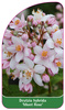 Deutzia hybrida 'Mont Rose'
