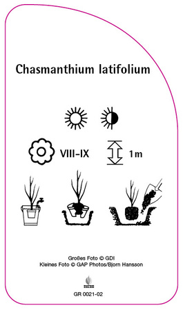 Chasmanthium latifolium