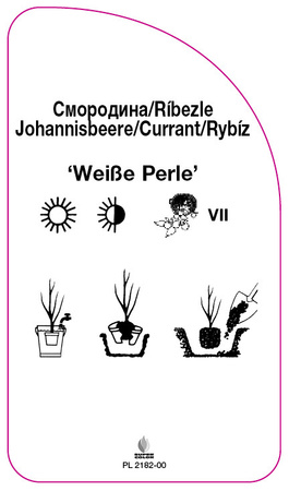 Porzeczka 'Weiße Perle'