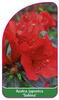 Azalea japonica 'Sabina'