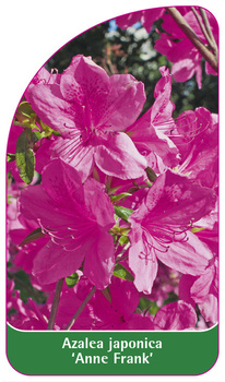 Azalea japonica 'Anne Frank'