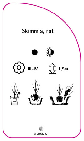 Skimmia, rot