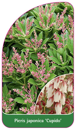 Pieris japonica 'Cupido'