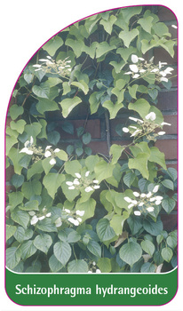 Schizophragma hydrangeoides