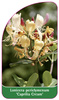 Lonicera periclymenum 'Caprilia Cream'