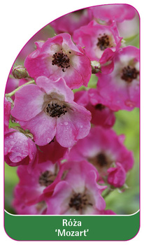 Róza 'Mozart'