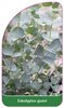 Eukalyptus gunni