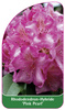 Rhododendron-Hybride 'Pink Pearl'