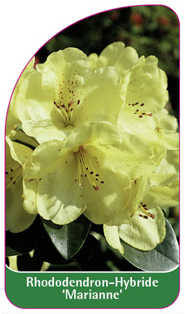 Rhododendron-Hybride 'Marianne'