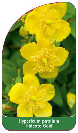 Hypericum patulum 'Hidcote Gold'