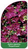 Azalea japonica 'Purpurtraum'
