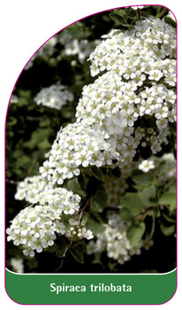 Spiraea trilobata
