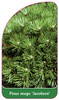 Picea mugo 'Jacobsen'