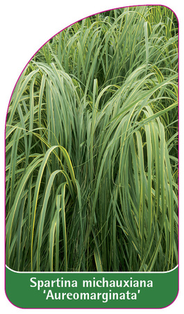 Spartina michauxiana 'Aureomarginata'