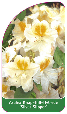 Azalea Knap-Hill-Hybride 'Silver Slipper''