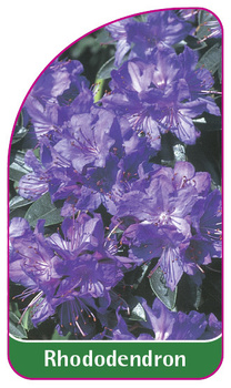 Rhododendron