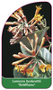 Lonicera hockrottii 'Goldflame'