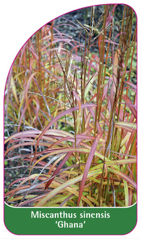 Pennisetum alopecuroides 'Ghana'