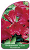 Rhododendron repens 'Mannheim'