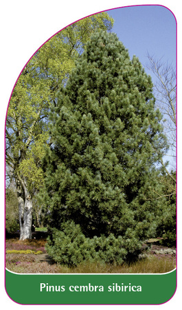 Pinus cembra sibirica