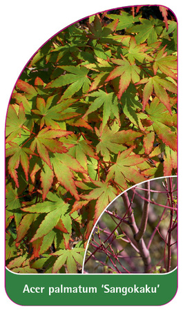 Acer palmatum 'Sangokaku'