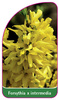 Forsythia x intermedia