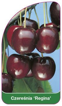 Třešeň 'Regina'