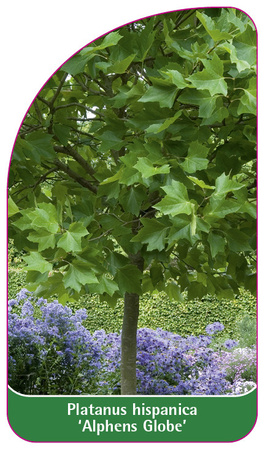 Platanus hispanica 'Alphens Globe'