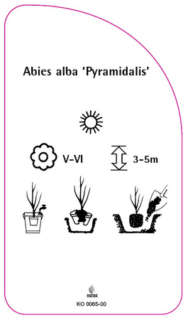 Abies alba 'Pyramidalis'