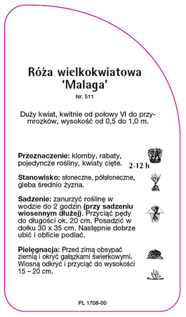 Róza wielkokwiatowa 'Malaga'