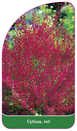 Cytisus, rot